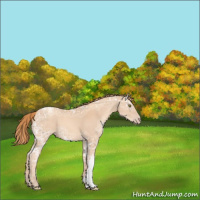 Horse Color:Gold Champagne Ice 