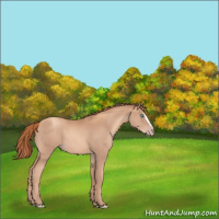 Horse Color:Gold Champagne Sabino 