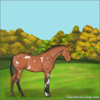 Horse Color:White Spotted Bay Mushroom 