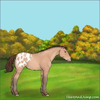 Horse Color:Amber Champagne Appaloosa 
