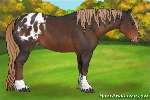 Horse Color:Liver Chestnut Tobiano Appaloosa 