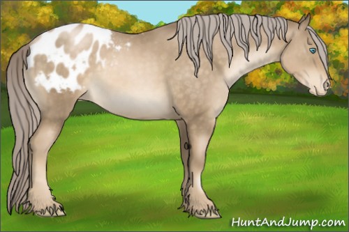 Horse Color:Chocolate Palomino Pearl Appaloosa 