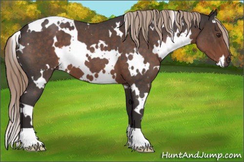 Horse Color:White Spotted Liver Red Roan 