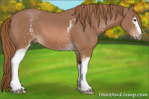Horse Color:White Spotted Chestnut 
