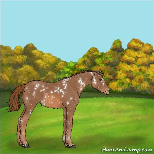Horse Color:White Spotted Chestnut Appaloosa 