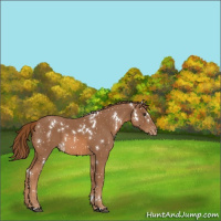 Horse Color:White Spotted Chestnut Appaloosa 