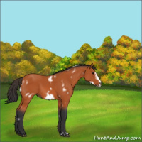 Horse Color:White Spotted Bay Frame 