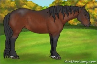 Horse Color:Brown 