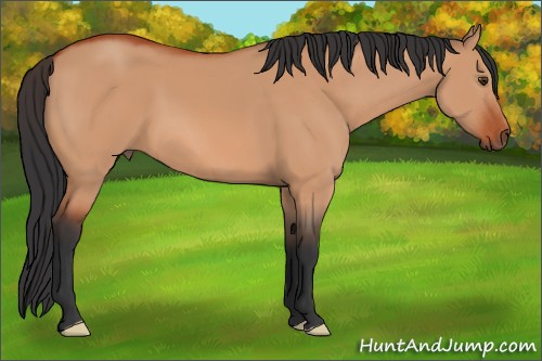 Horse Color:Bay Dun 