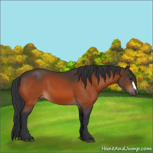 Horse Color:Unknown 