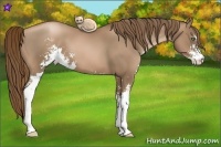 Horse Color:Liver Chestnut Pearl Sabino Frame 