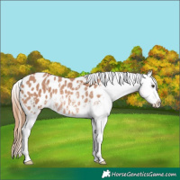 Horse Color:Chestnut Sabino Appaloosa Rabicano 
