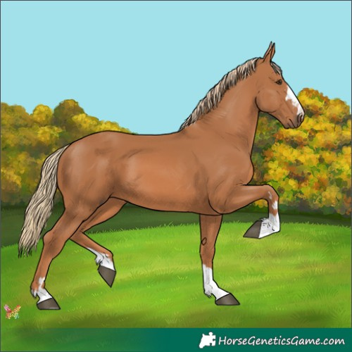 Horse Color:Chestnut 