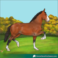 Horse Color:Bay 