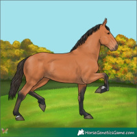Horse Color:Bay 