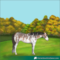 Horse Color:Bay Sabino 
