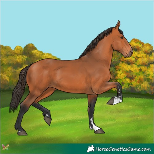 Horse Color:Bay 