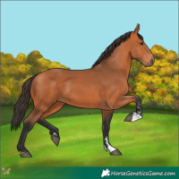 Horse Color:Bay 