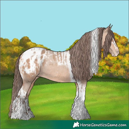 Horse Color:Amber Champagne Sabino Tobiano Appaloosa  and Amber Champagne Sabino Tobiano Appaloosa Rabicano 