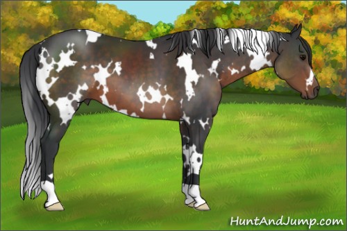 Horse Color:White Spotted Brown 