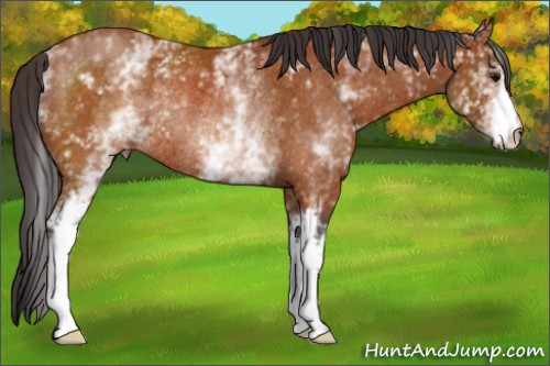 Horse Color:White Spotted Buckskin Rabicano 
