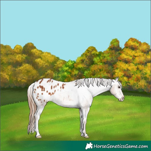 Horse Color:Chestnut Appaloosa