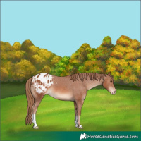 Horse Color:Chestnut Appaloosa 