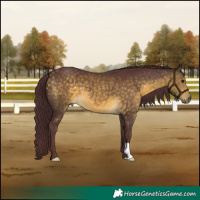 Horse Color:Chocolate Buckskin 