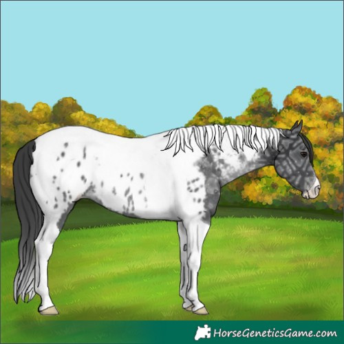 Horse Color:Black Ice Tobiano Near Leopard Rabicano