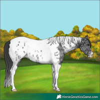 Horse Color:Black Ice Tobiano Near Leopard Rabicano 