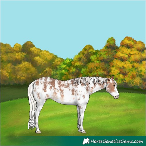Horse Color:Silver Bay Sabino 