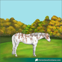 Horse Color:Silver Bay Sabino 
