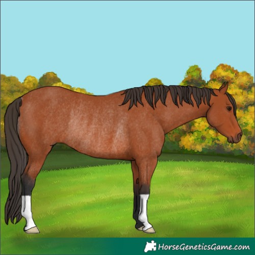 Horse Color:Bay Rabicano 