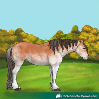Horse Color:White Spotted Bay 
