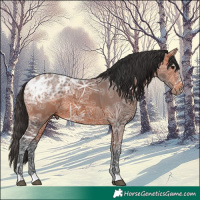 Horse Color:Bay Ice 