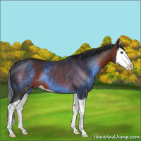 Horse Color:Brown Splash