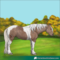 Horse Color:Silver Black Tobiano 