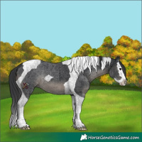 Horse Color:Black Splash Tobiano