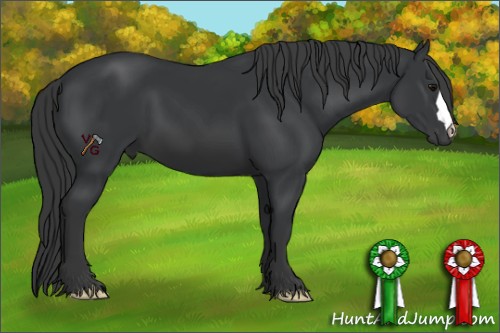 Horse Color:Black 