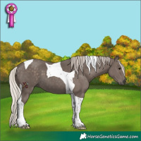 Horse Color:Silver Black Tobiano