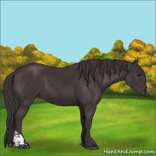 Horse Color:Smoky Black  and Smoky Black 