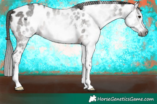 Horse Color:Gray White Spotted Brown Appaloosa 