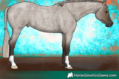 Horse Color:Gray Silver Grullo Roan
