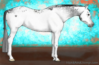 Horse Color:Gray White Spotted Black 