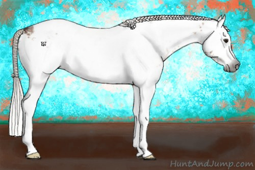 Horse Color:Gray White Spotted Silver Bay Dun Tobiano Appaloosa 