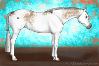 Horse Color:Gray White Spotted Silver Bay Dun Appaloosa