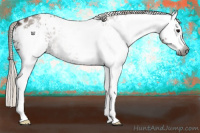 Horse Color:Gray White Spotted Silver Grullo Appaloosa