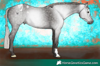 Horse Color:Gray Silver Black Appaloosa 