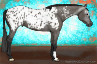Horse Color:Gray Grullo Appaloosa 