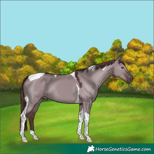 Horse Color:Chocolate Smoky Grullo Chinchilla Tobiano